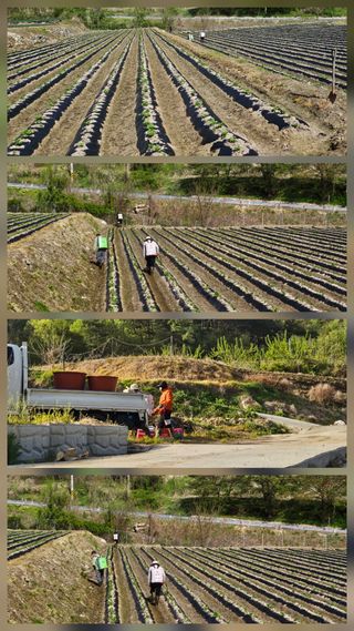 박영옥님의 자유주제 · 자유게시판 작성글 사진