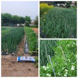 팜모닝 자유주제·자유게시판 게시글 이미지