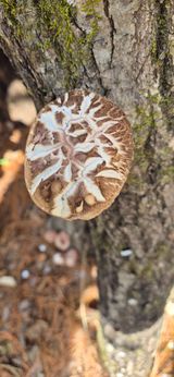 약초꾼님의 자유주제·자유게시판 작성글 사진