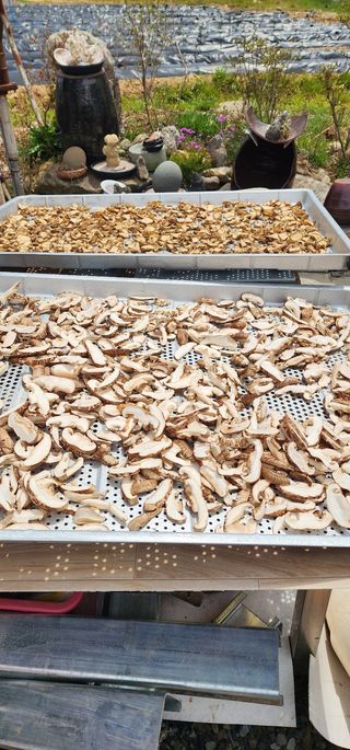 약초꾼님의 자유주제 · 자유게시판 작성글 사진