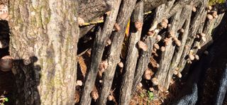 약초꾼님의 자유주제 · 자유게시판 작성글 사진