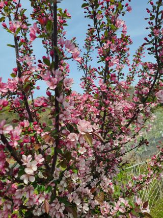 은혜농원(사과농사)님의 자유주제 · 자유게시판 작성글 사진
