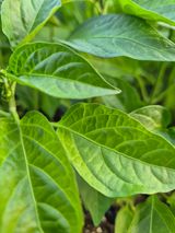 김영진(전남영광)님의 자유주제·자유게시판 작성글 사진