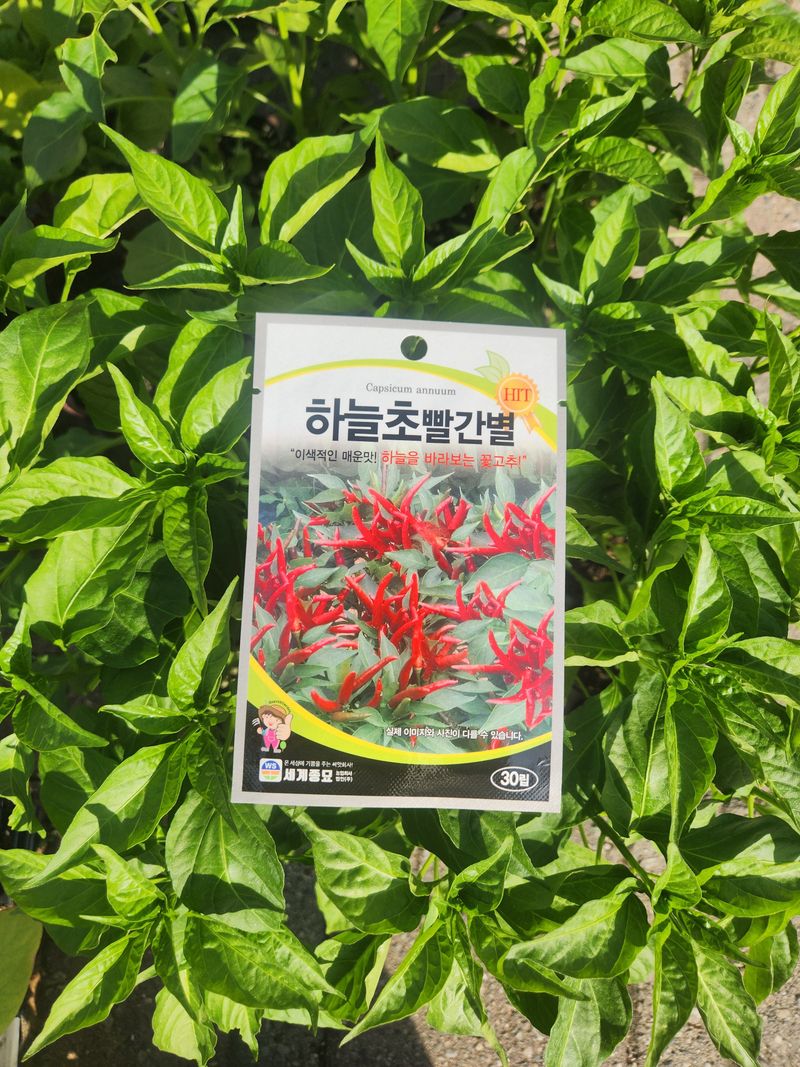 안산제일농약사님의 장터 판매 상품 [하늘초고추모종 10개] 첨부 사진