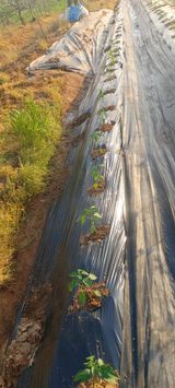 내장상동초보농부님의 자유주제·자유게시판 작성글 사진