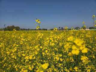 제주농부님의 자유주제 · 자유게시판 작성글 사진