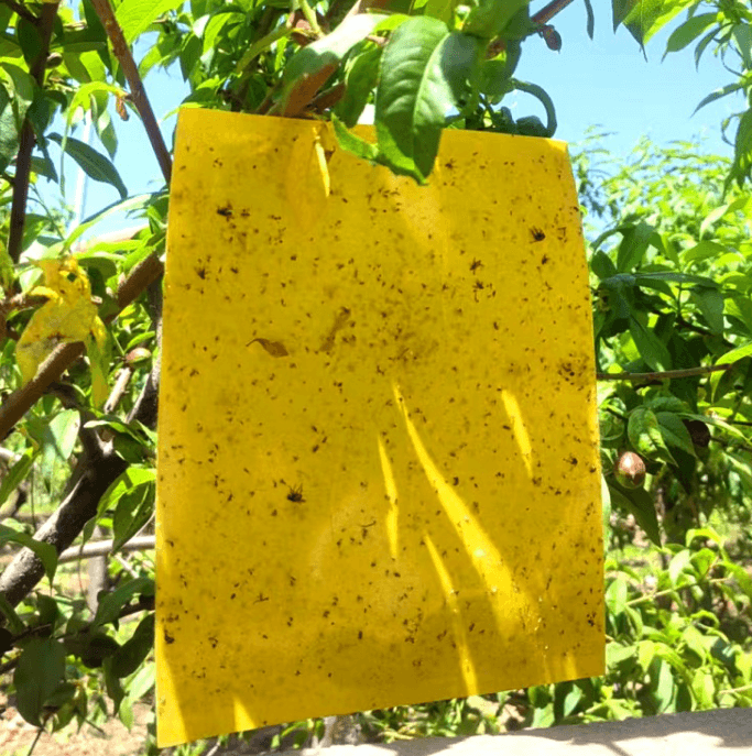 김복자님의 장터 판매 상품 [원예 사각트랩 벌레끈끈이 1봉지(50개)] 첨부 사진