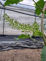 포도님의 자유주제·자유게시판 작성글 사진