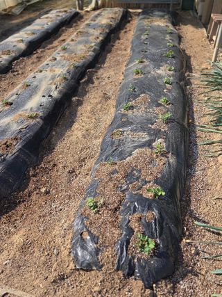 제주농부님의 자유주제 · 자유게시판 작성글 사진