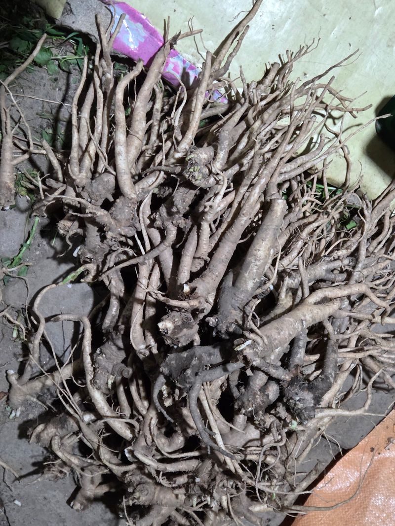 장터 상품 [생도라지4kg] 썸네일