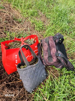 제주부자팜님의 자유주제 · 자유게시판 작성글 사진