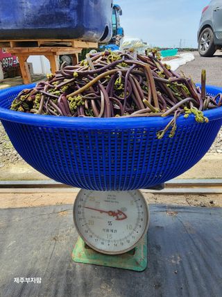 제주부자팜님의 자유주제 · 자유게시판 작성글 사진