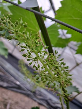 포도님의 자유주제 · 자유게시판 작성글 사진