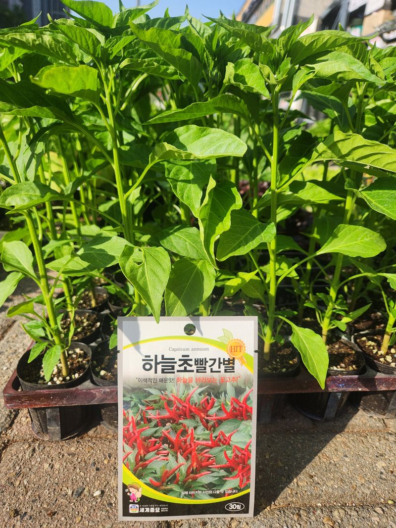 안산제일농약사님의 장터 판매 상품 [하늘초고추모종 10개] 첨부 사진