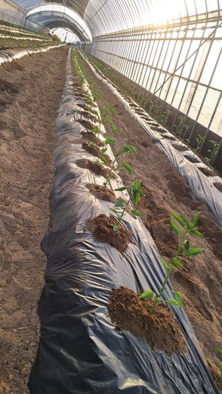 당진님의 자유주제 · 자유게시판 작성글 사진