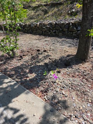 김용대님의 자유주제 · 자유게시판 작성글 사진