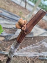 포도님의 자유주제·자유게시판 작성글 사진