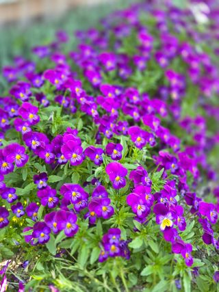 제주농부님의 자유주제 · 자유게시판 작성글 사진