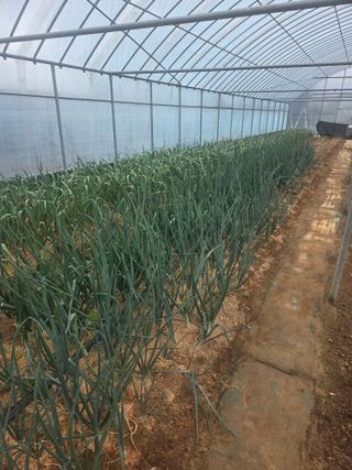 제주농부님의 자유주제 · 자유게시판 작성글 사진