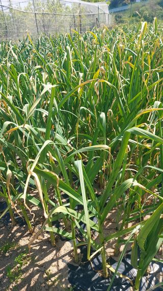 임곡농장김향중님의 자유주제 · 자유게시판 작성글 사진