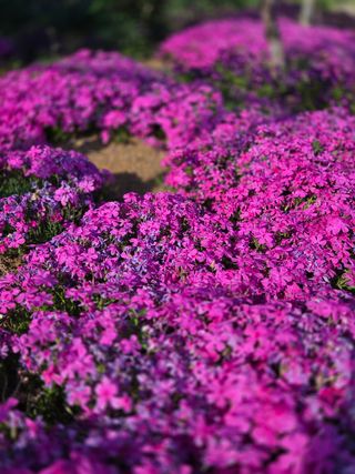 제주농부님의 자유주제 · 자유게시판 작성글 사진