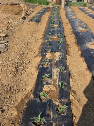 제주농부님의 자유주제 · 자유게시판 작성글 사진