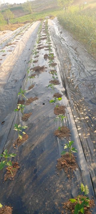 내장상동초보농부님의 자유주제 · 자유게시판 작성글 사진