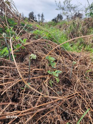 제주부자팜님의 자유주제 · 자유게시판 작성글 사진