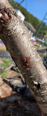 세잎클로바님의 자유주제·자유게시판 작성글 사진