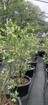 산마루농장님의 블루베리·자유게시판 작성글 사진