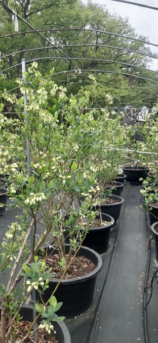 산마루농장님의 블루베리 · 자유게시판 작성글 사진