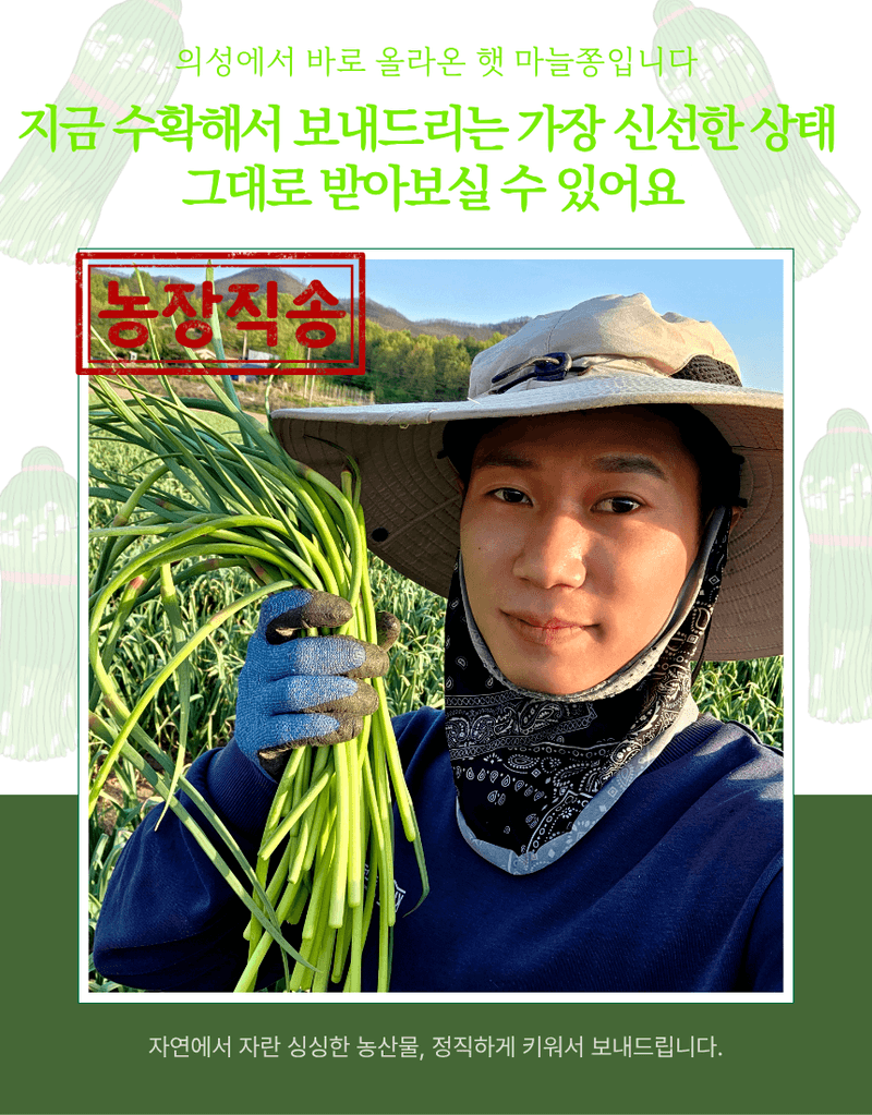 김태혁님의 장터 판매 상품 [(당일발송)국산 의성 햇 마늘쫑] 첨부 사진