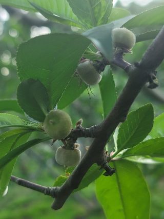 김안식~납작복숭아님의 자유주제 · 자유게시판 작성글 사진