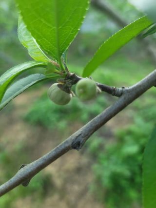 김안식~납작복숭아님의 자유주제 · 자유게시판 작성글 사진