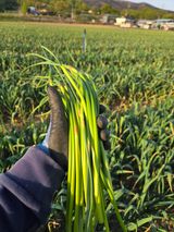 팜모닝 자유주제·자유게시판 게시글 이미지