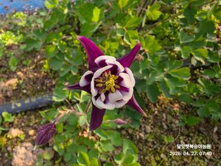 달맛햇복숭아농원님의 자유주제 · 사진전 작성글 사진