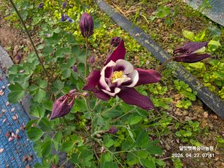 달맛햇복숭아농원님의 자유주제 · 사진전 작성글 사진