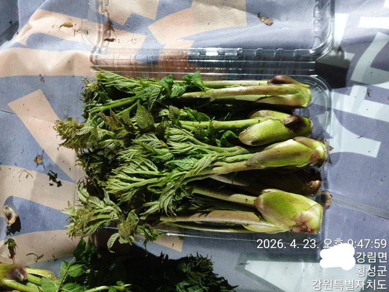 장터 상품 [자연산 산드릅 1kg ] 썸네일