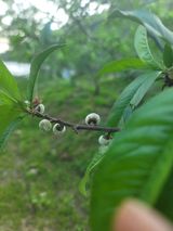 김안식~납작복숭아님의 자유주제·자유게시판 작성글 사진