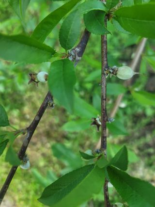 김안식~납작복숭아님의 자유주제 · 자유게시판 작성글 사진