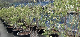 산마루농장님의 블루베리 · 자유게시판 작성글 사진