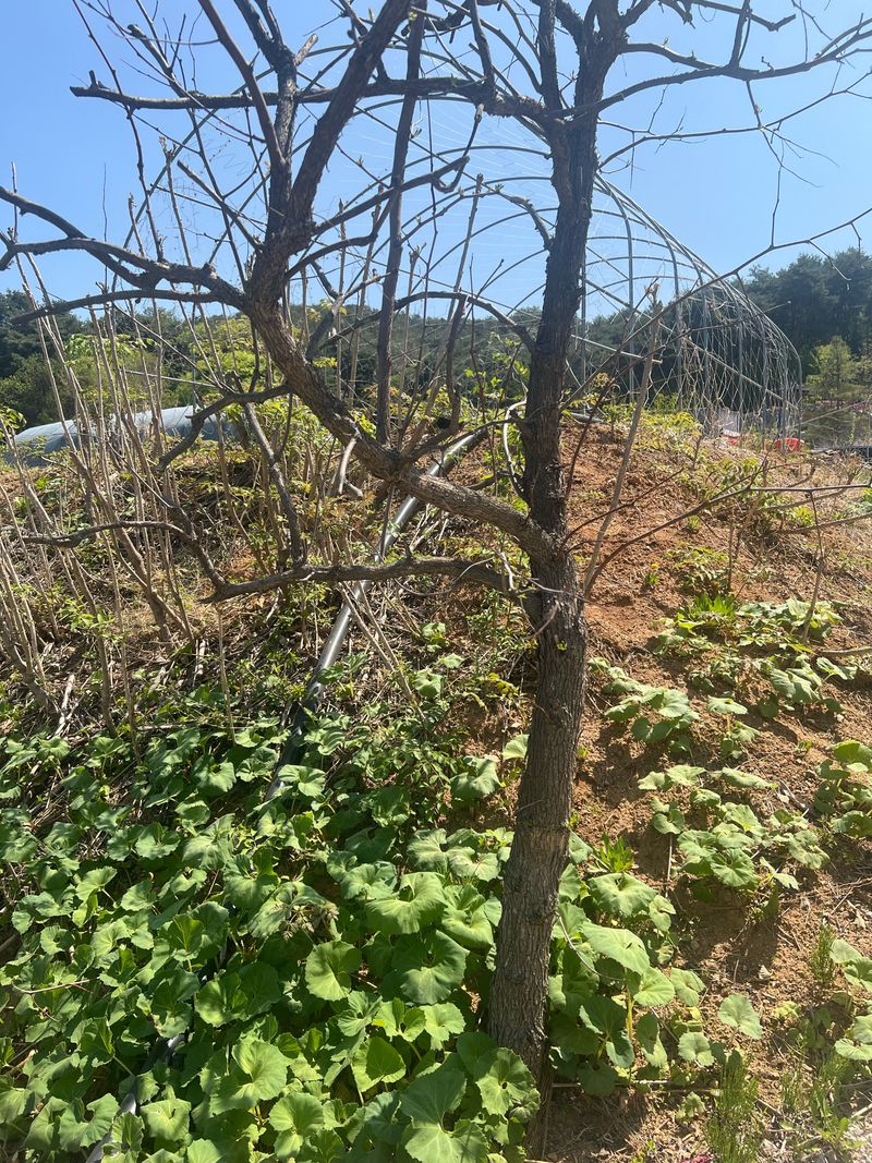 강원도농산물님의 장터 판매 상품 [햇머위 나물 1kg 당일수확] 첨부 사진