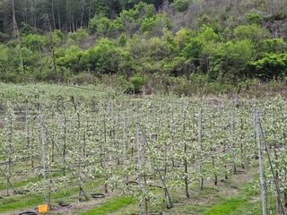 김인태님의 사과 · 일상 작성글 사진