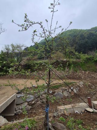 귀촌인정찬영님의 자유주제 · 자유게시판 작성글 사진