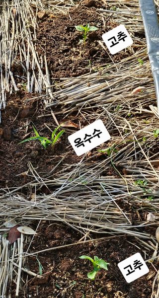 유기농으로키우자님의 자유주제 · 자유게시판 작성글 사진