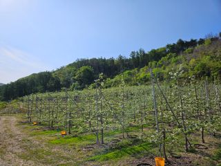 김인태님의 사과 · 일상 작성글 사진