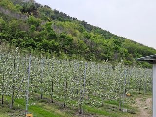 김인태님의 사과 · 일상 작성글 사진