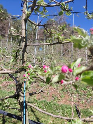 산꼭대기사과밭님의 자유주제 · 자유게시판 작성글 사진
