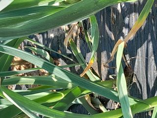 김민수산에서농사중님의 자유주제 · 자유게시판 작성글 사진