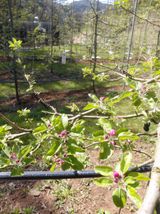 산꼭대기사과밭님의 자유주제·자유게시판 작성글 사진